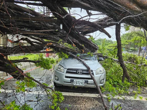 海葵強風吹倒高雄500餘路樹!路樹擊落休旅車釀1傷 陳其邁令明天上班前清除