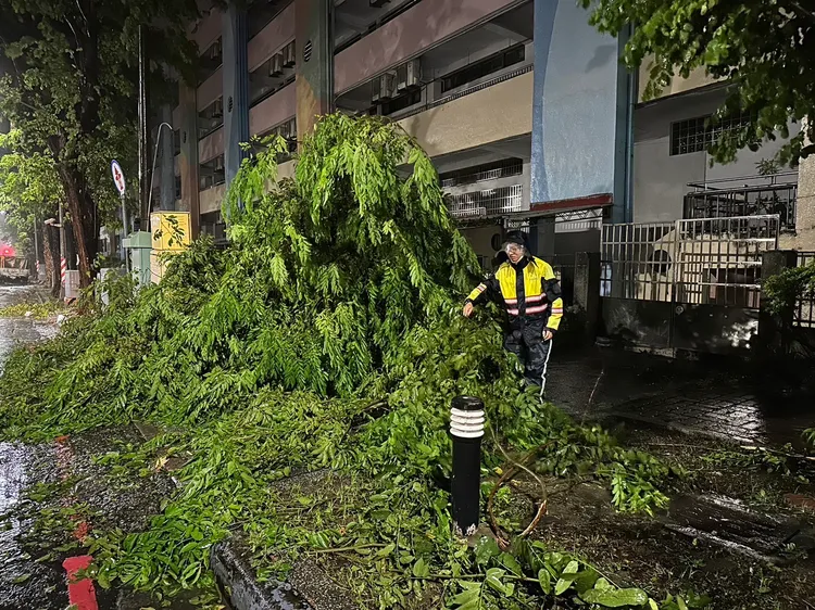 鼓山青海路的大樹被強風吹倒，員警與民眾趕緊搬開。翻攝畫面