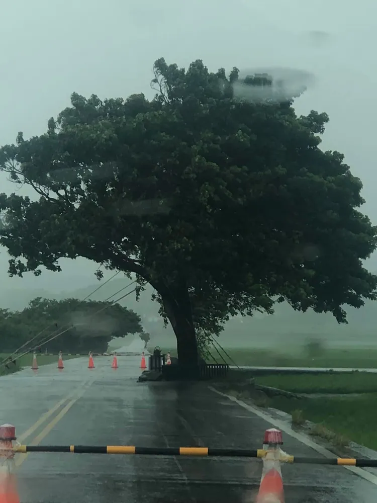 池上金城武樹也不敵海葵斷枝。May-may Ho授權提供