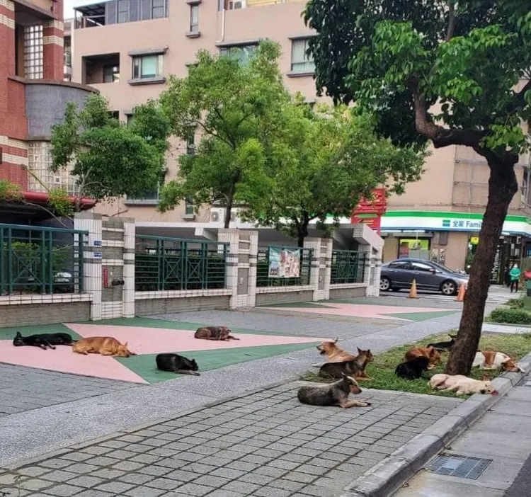 「狗幫」這陣仗讓人不敢靠近。翻攝自台南府城大小事臉書