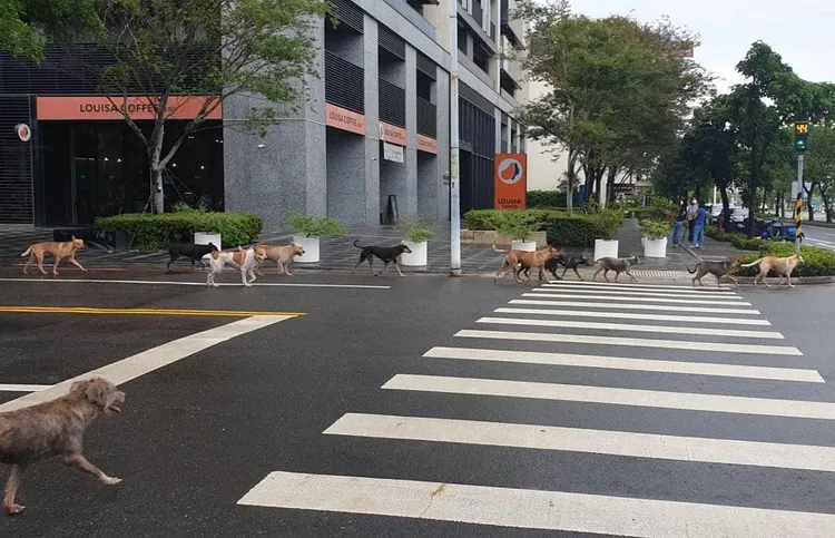 狗狗集體出沒。翻攝自台南府城大小事臉書