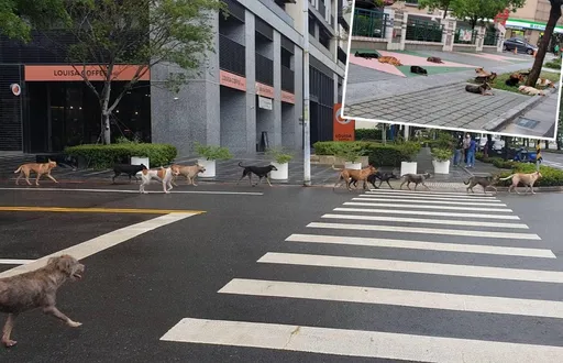 恐怖汪汪隊!小學旁「狗幫12犬」驚人照曝 民眾目擊:狗分3隊各追1童