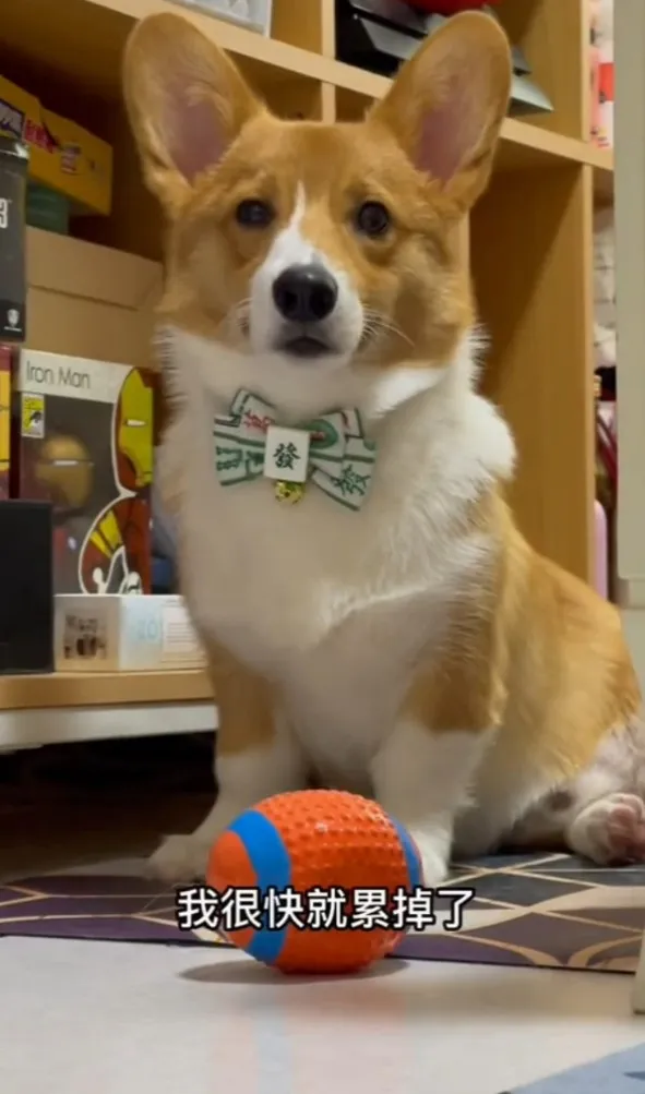 柯基腿短敏捷，柯基(corgi)在印歐語系中的意思是侏儒狗的意思。TikTok@chinchin_hihi 提供