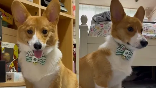 超萌小短腿变身「挖土基」　靠这1招就有点心吃