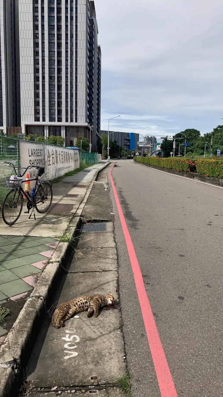 石虎在高鐵台中站區附近遭路殺。林姓民眾提供