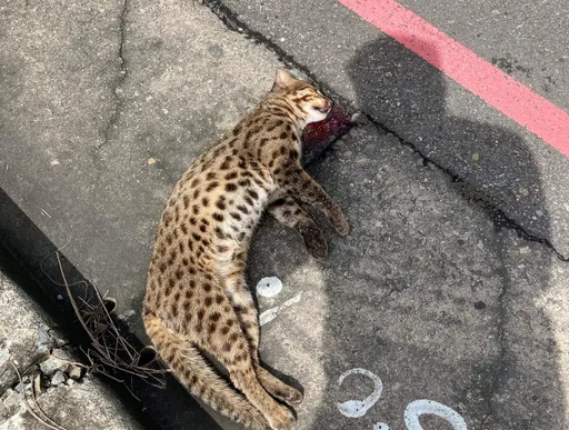 台中高鐵站區石虎遭路殺 市議員要求中市府提出保育規劃