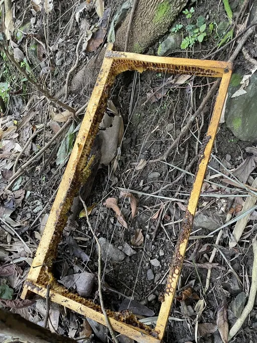 台湾黑熊现踪!破坏蜂箱叼走蜂巢片 还留下「这个」证实来过