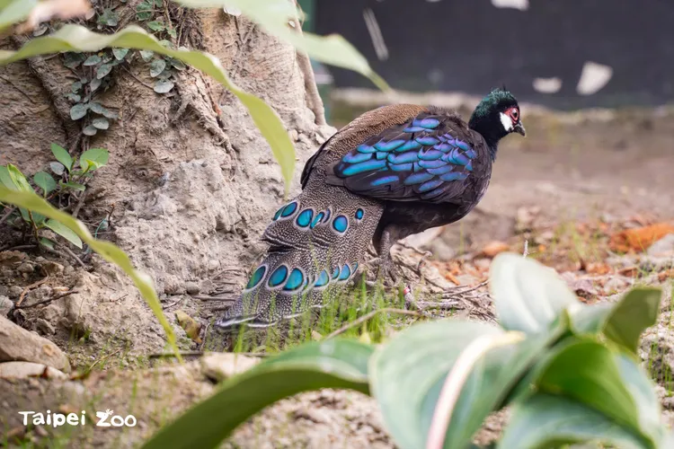 巴拉望孔雀雉。台北動物園提供