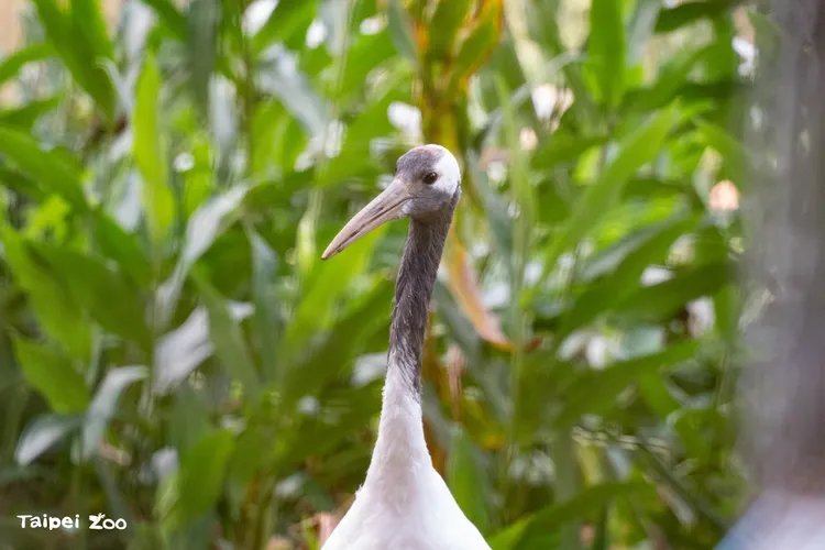 丹頂鶴哩鶴長大獨立了。台北動物園提供