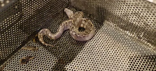 新北32條寵物蛇上演「脫逃計」　飼主恐因「棄養」吞罰單