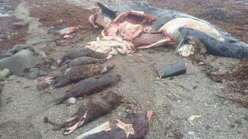 貪心虎鯨「海獺吃到飽」鯁死 切開肚子驚見7屍