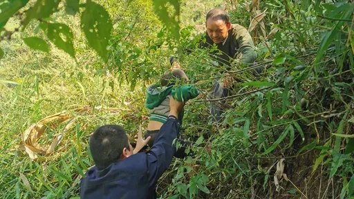 3歲女童上山「被猴子抓走」 疑遭帶離2座山頭扔崖邊樹枝上