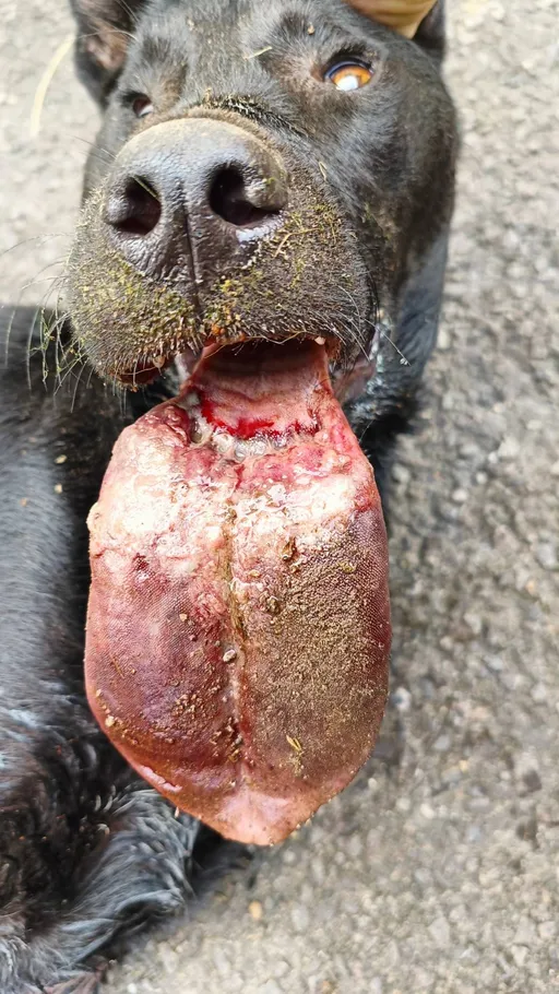 黑犬遭膠帶纏舌險壞死!新北動保妙手救回 飼主這原因脫不了嫌疑遭送辦