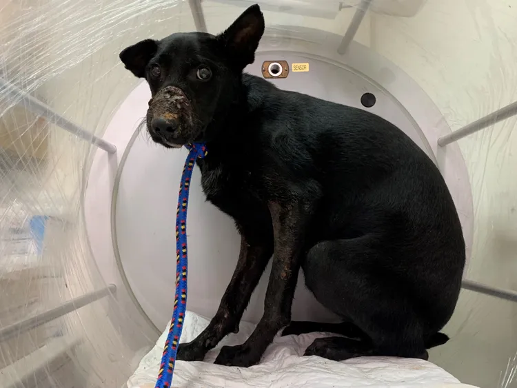 黑妞在高壓氧下加速傷口癒合，目前已痊癒等待認領。動保處提供