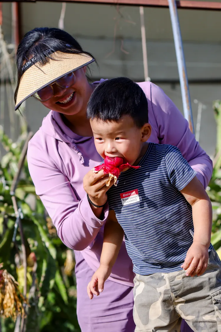 中國新疆一處火龍果園。新華社