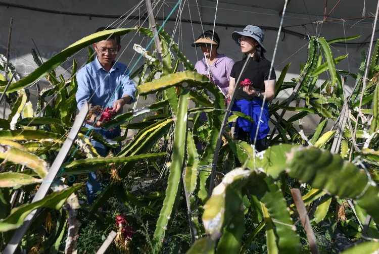 中國新疆一處火龍果園。新華社