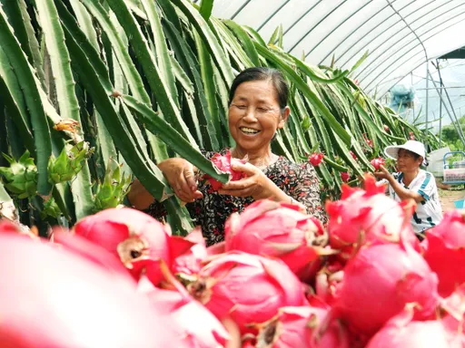 火龍果銷中國銳減1/3 越南業者急尋出路