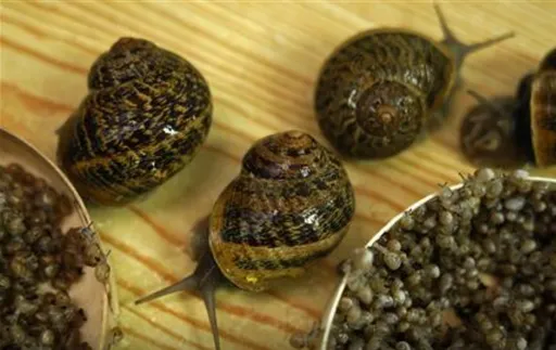 就愛這一味!英小鎮郵箱淪陷 牠們「有決心」前仆後繼吃信件