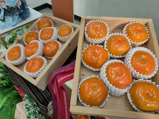 部落有「好柿」發生 竹縣五峰鄉甜柿節開跑