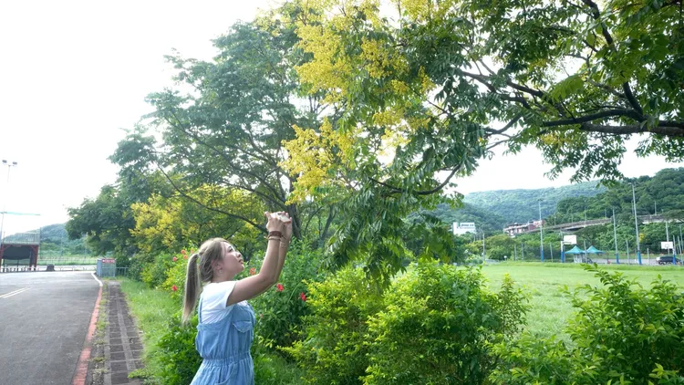 大漢溪左岸柑園露營區周邊臺灣欒樹盛開中。高灘處提供