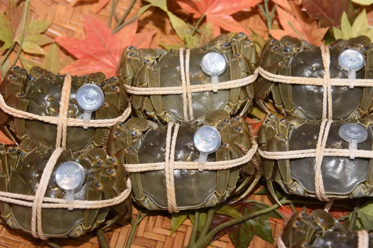 苗栗優質大閘蟹通過64項的藥物及戴奧辛殘留檢測，並取得縣府官方掛保證的防偽蟹環標章。縣府提供