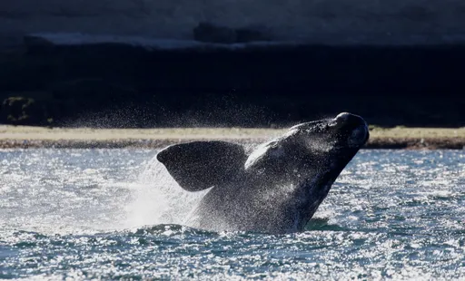 海上空船打轉奇特景象揭兩死傷 離奇!鯨魚竟是肇事兇手