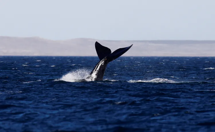 鯨魚躍身擊浪畫面。路透社