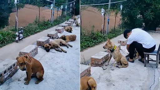 餵狗吃月餅「6犬集體打點滴」　玉林人：險加八角桂皮燉狗肉