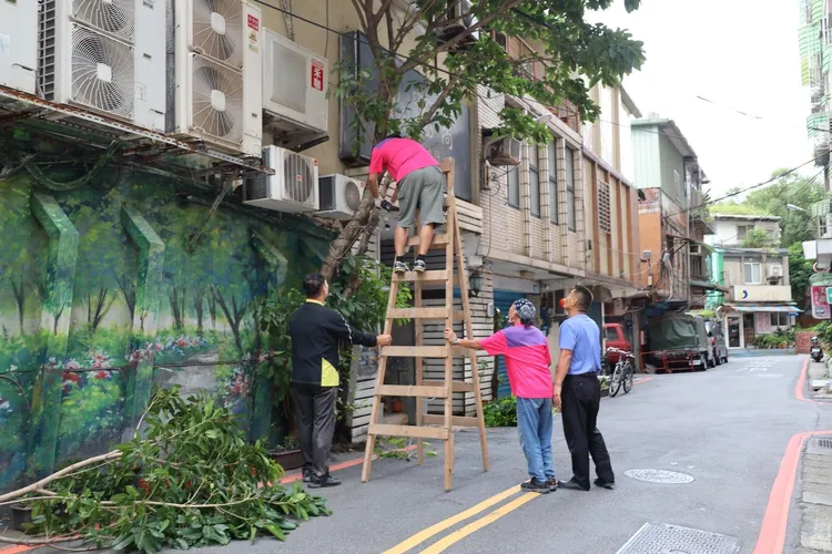 板橋區江翠里陳國卿先生精通植物學，平日發揮所長指導里民修剪樹木。環保局提供