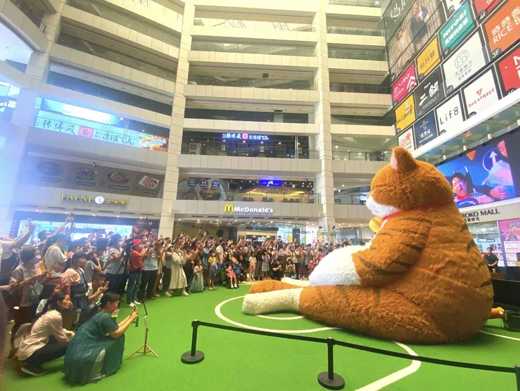 橘貓重重展期至10月10日止。業者提供