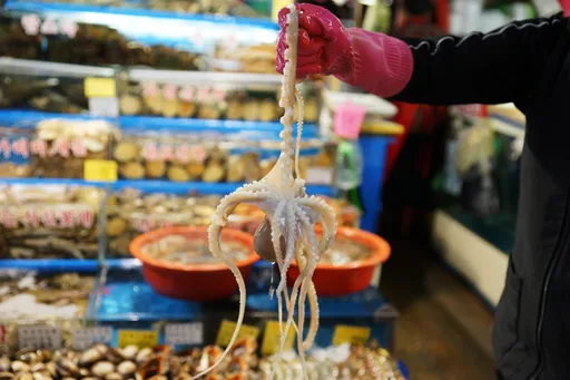 料理殺人！老翁吃活章魚「觸手吸食道」　秒窒息心跳驟停身亡