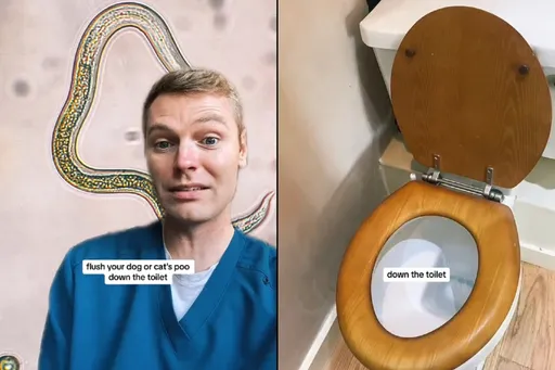 你家「貓貓狗狗便便」也丟馬桶沖掉？　獸醫揭恐怖後果