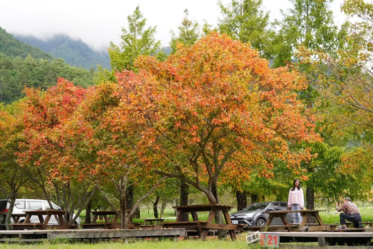 翻攝自武陵農場臉書