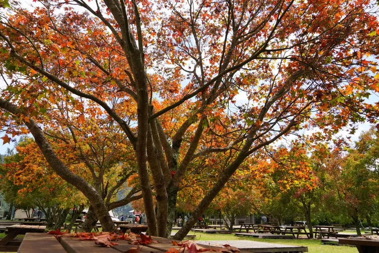 翻攝自武陵農場臉書