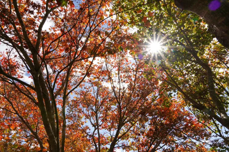 翻攝自武陵農場臉書