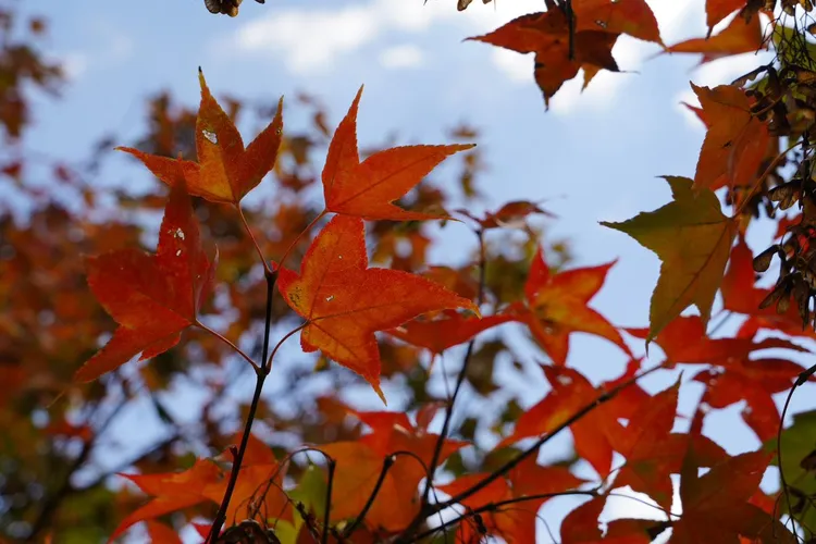 翻攝自武陵農場臉書