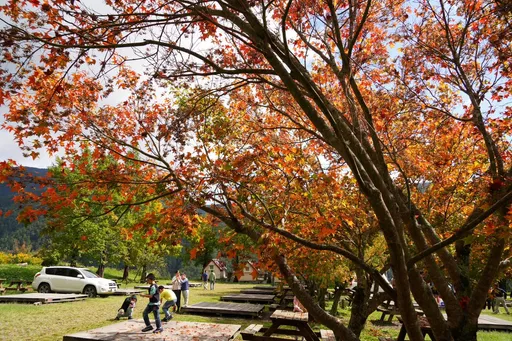 武陵農場楓葉紅了!賞楓熱點曝 期即起至12月交織秋日美景