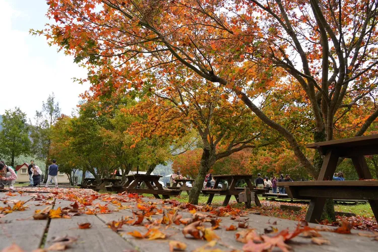 翻攝自武陵農場臉書