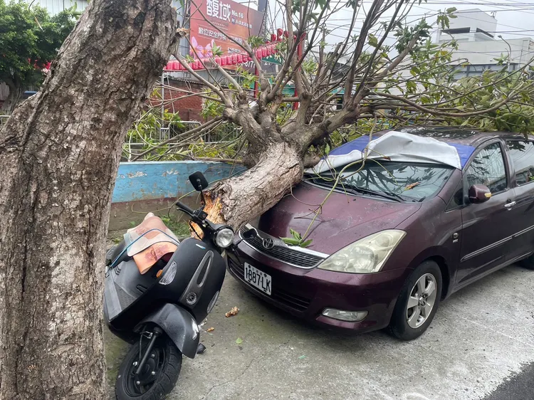 大雅區路樹被吹倒砸中車輛。民眾提供
