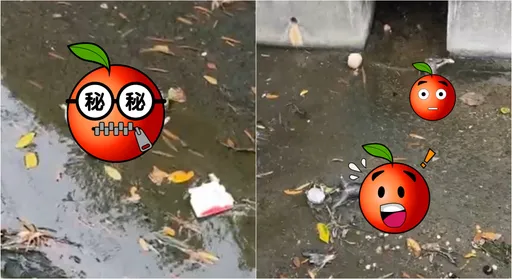 9貓咪疑集體被毒死!肚子詭異膨脹 他傻眼:有夠夭壽