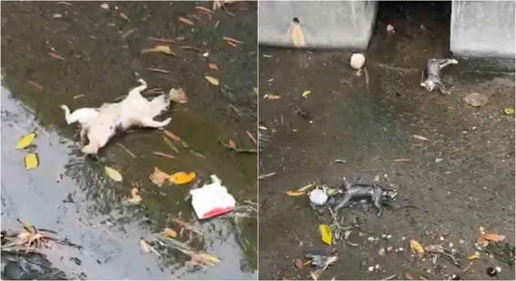 排水溝內出現9貓咪疑集體被毒死。翻攝自江和樹臉書
