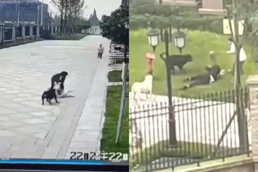 惡犬當街扯咬2歲女童「右腎破裂」 事發瞬間曝光!網氣炸怒嗆飼主踹共