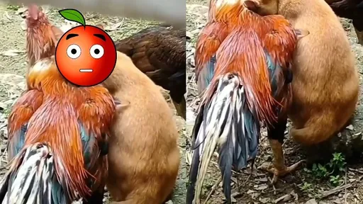 跨種族的愛!橘貓依偎大公雞 嬌羞撒嬌太閃了