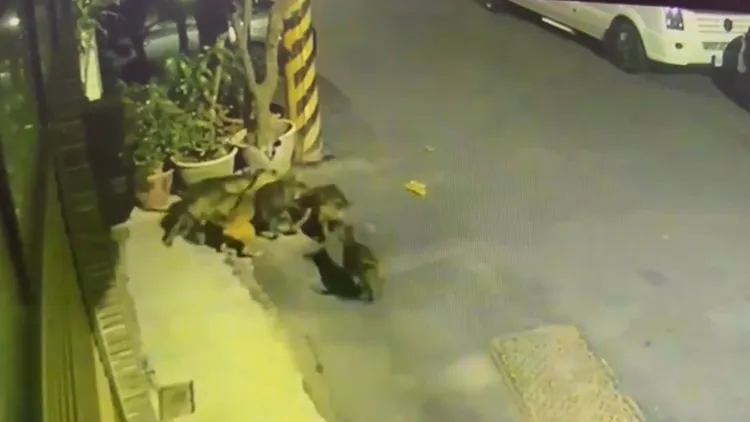 小黑落地後即遭浪浪圍攻。郭鴻儀提供