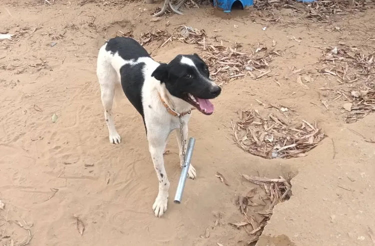 台南首創浪浪矯正器，以30公分鐵管阻礙犬隻行動，防止追逐人車。陳怡珍提供