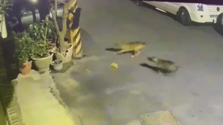 小黑跳上電桿逃命。郭鴻儀提供