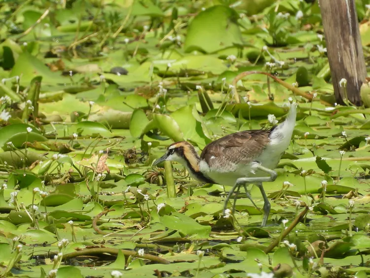 洲仔濕地的水雉們已換上樸素的冬羽。工務局提供
