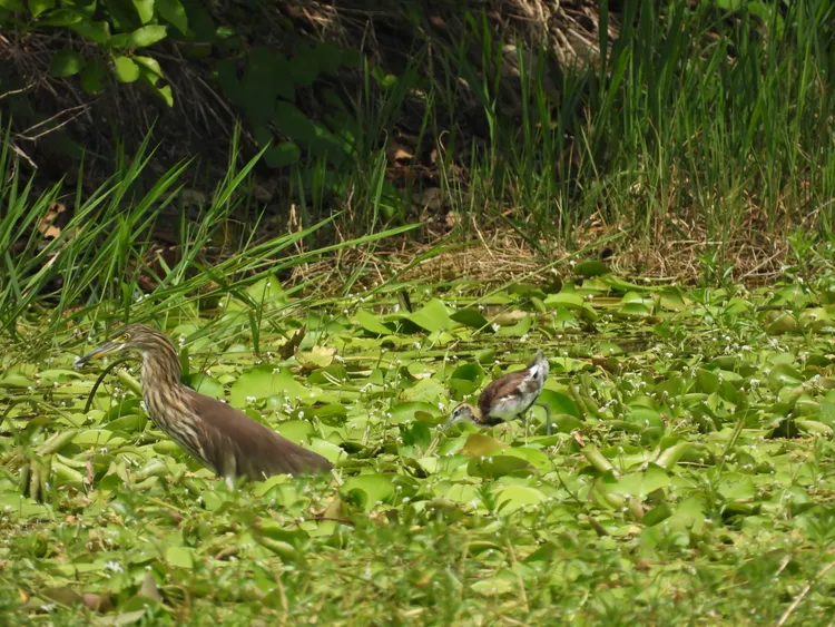 洲仔濕地的水雉(右)與池鷺(左) 。工務局提供