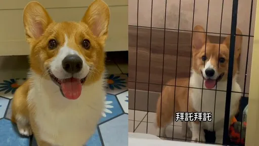 萌翻!柯基戴這草帽太可愛 這件事讓牠嗨了