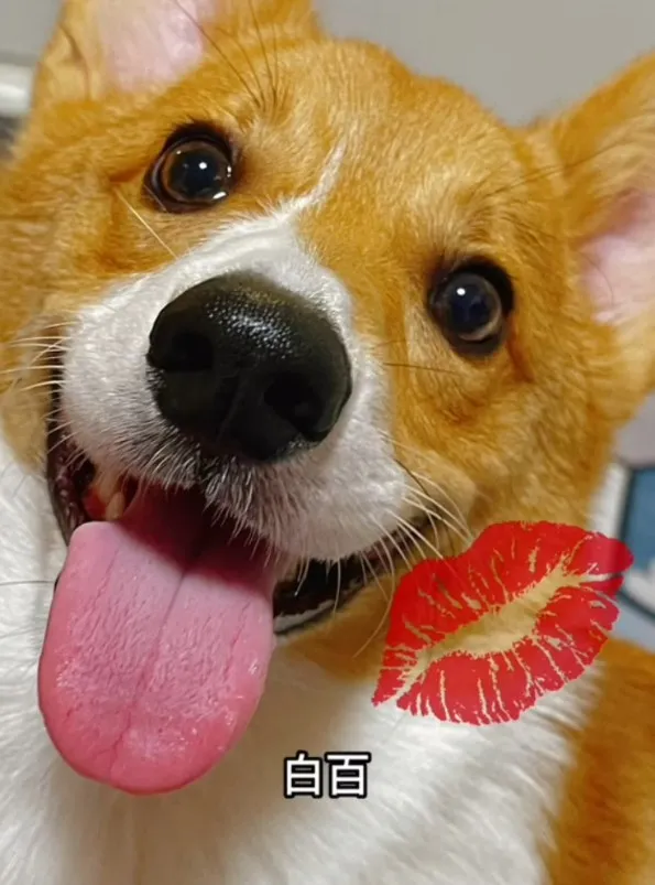 超萌柯基呆萌可愛的樣子。TikTok@chinchin_hihi 提供